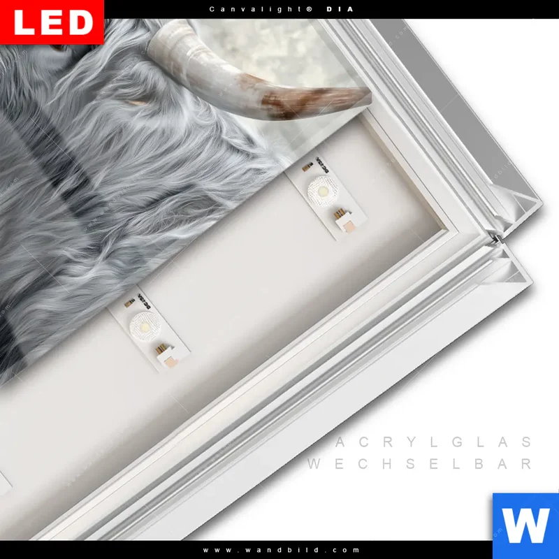 Leuchtbild Acrylglas Canvalight® DIA | Hochlandkuh - Sanfte Stärke | Quadrat
