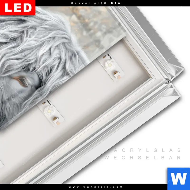 Leuchtbild Acrylglas Canvalight® DIA | Hochlandkuh - Sanfte Stärke | Hochformat