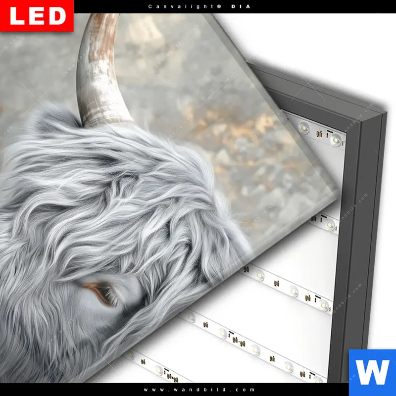 Wechselmotiv Acrylglas Canvalight® DIA | Hochlandkuh - Sanfte Stärke | Hochformat