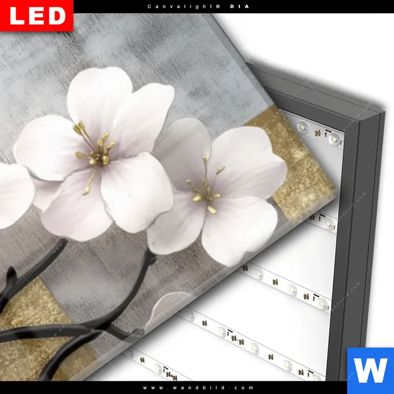 Wechselmotiv Acrylglas Canvalight® DIA | Kirschblüten in goldener Harmonie | Panorama