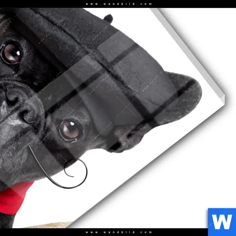 Acrylglasbild | Französischer Bulldoggen-Charme mit Baguette & Wein | Hochformat