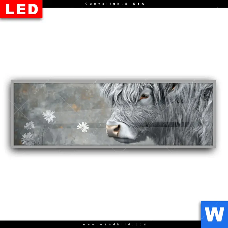 Leuchtbild Acrylglas Canvalight® DIA | Hochlandkuh - Sanfte Stärke | Panorama