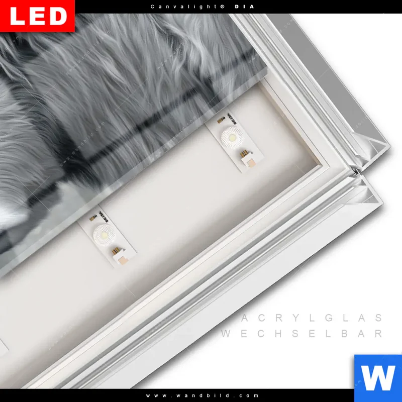 Leuchtbild Acrylglas Canvalight® DIA | Hochlandkuh - Sanfte Stärke | Panorama