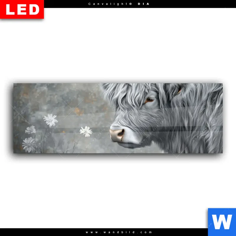 Wechselmotiv Acrylglas Canvalight® DIA | Hochlandkuh - Sanfte Stärke | Panorama