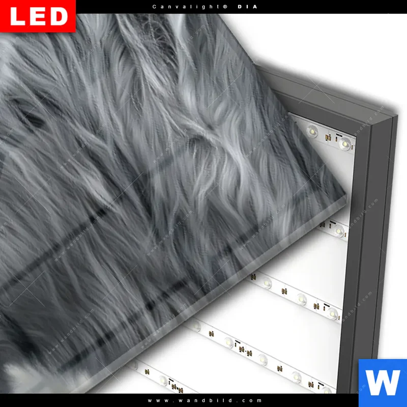 Wechselmotiv Acrylglas Canvalight® DIA | Hochlandkuh - Sanfte Stärke | Panorama