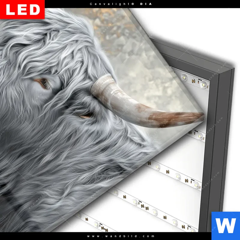 Wechselmotiv Acrylglas Canvalight® DIA | Hochlandkuh - Sanfte Stärke | Quadrat