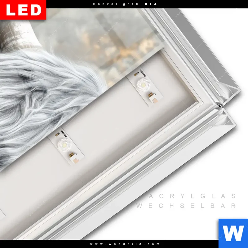 Leuchtbild Acrylglas Canvalight® DIA | Hochlandkuh - Sanfte Stärke | Schmal
