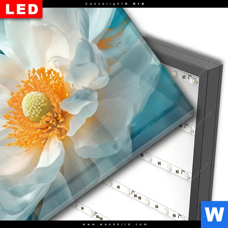 Wechselmotiv Acrylglas Canvalight® DIA | Blüte im goldenen Licht | Querformat