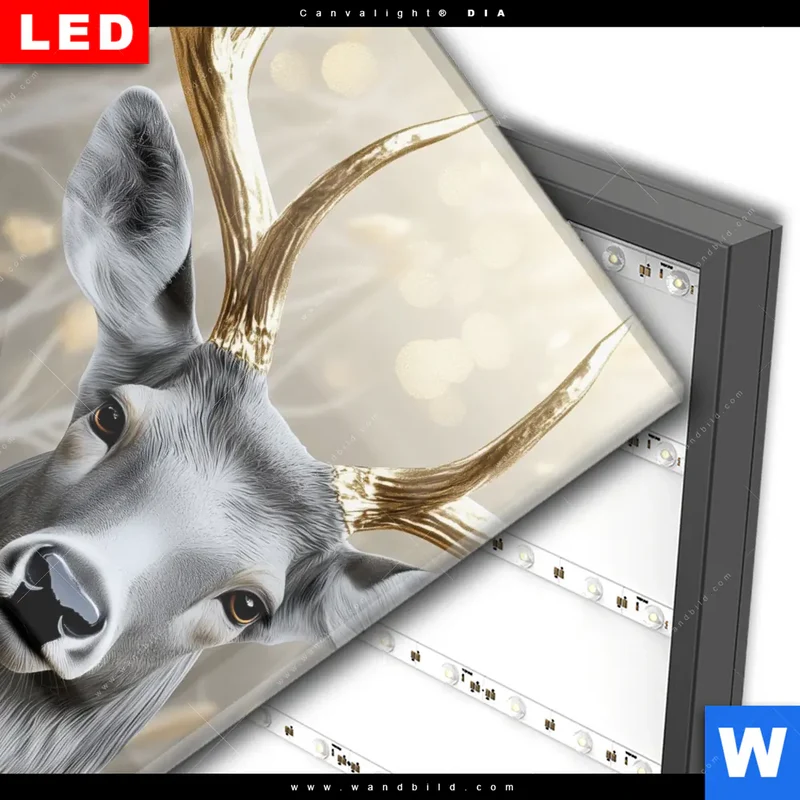 Wechselmotiv Acrylglas Canvalight® DIA | Hirsch mit goldenem Geweih | Quadrat