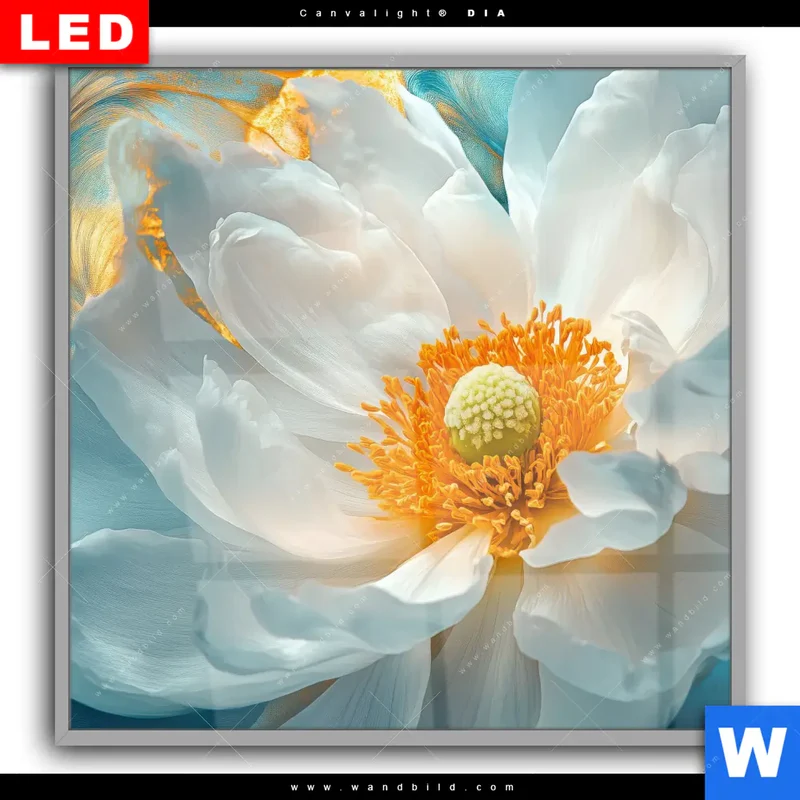 Leuchtbild Acrylglas Canvalight® DIA | Blüte im goldenen Licht | Quadrat