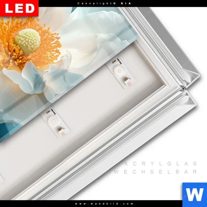 Leuchtbild Acrylglas Canvalight® DIA | Blüte im goldenen Licht | Quadrat