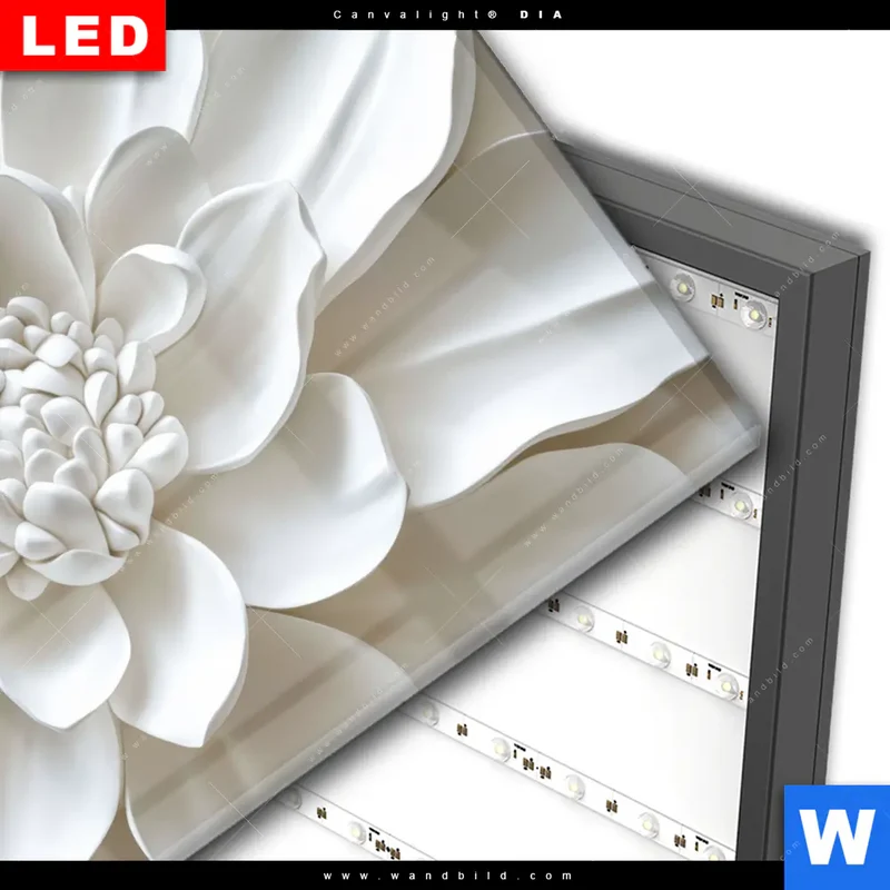 Wechselmotiv Acrylglas Canvalight® DIA | Weiße Blüte | Querformat