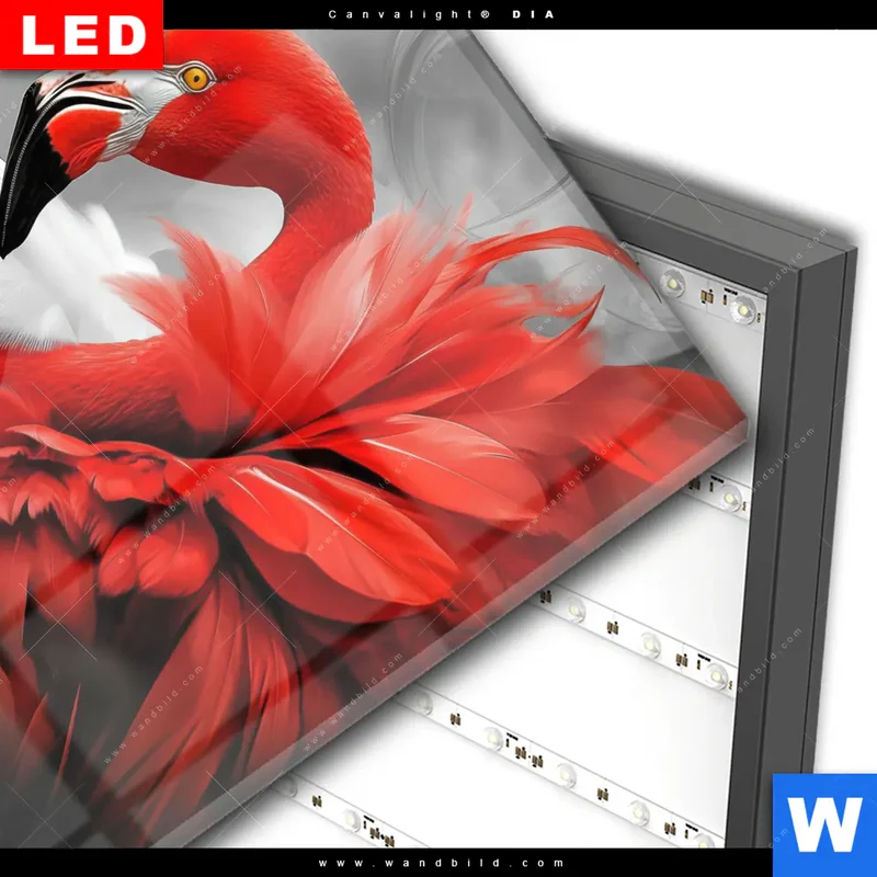 Wechselmotiv Acrylglas Canvalight® DIA | Roter Flamingo | Quadrat