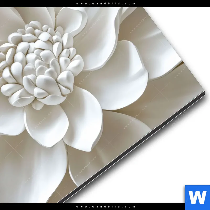 Alu-Dibond Bild | Weiße Blüte | Rund