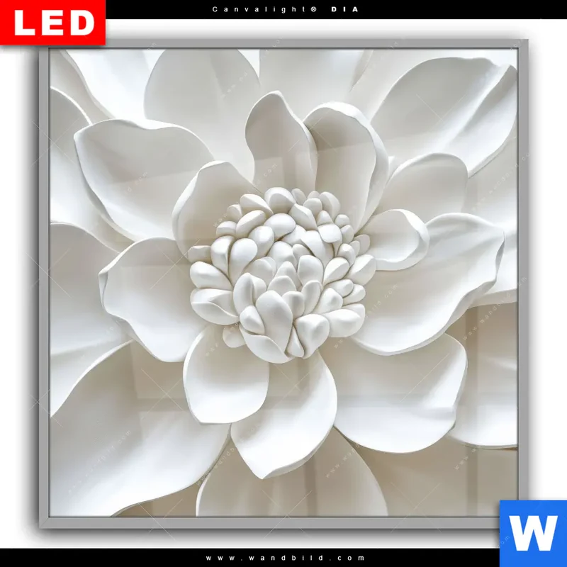 Leuchtbild Acrylglas Canvalight® DIA | Weiße Blüte | Quadrat