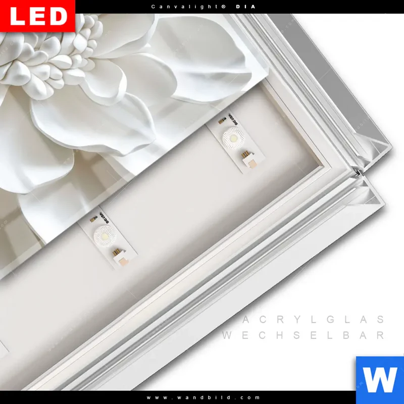 Leuchtbild Acrylglas Canvalight® DIA | Weiße Blüte | Quadrat