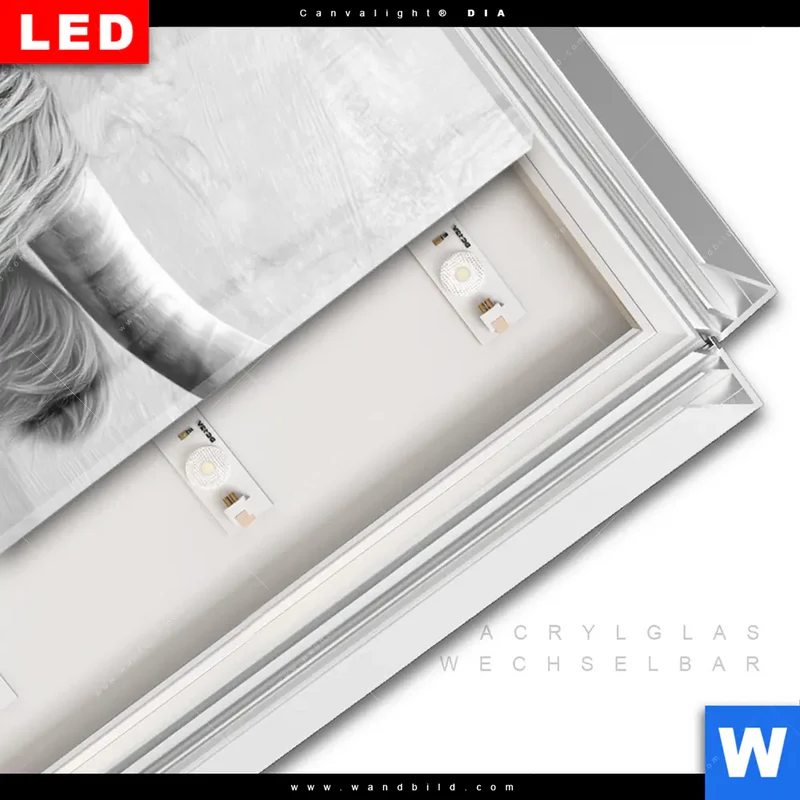 Leuchtbild Acrylglas Canvalight® DIA | Hochlandrind - Majestätische Hörner | Schmal