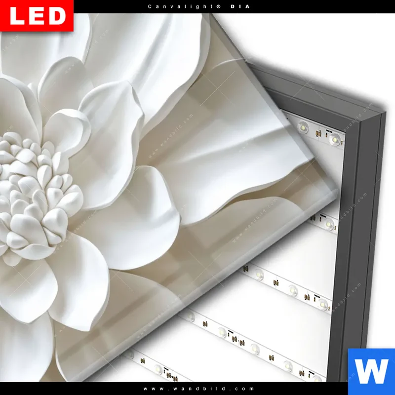 Wechselmotiv Acrylglas Canvalight® DIA | Weiße Blüte | Hochformat