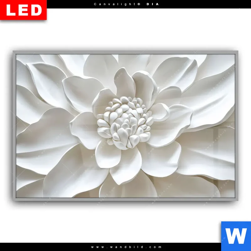 Leuchtbild Acrylglas Canvalight® DIA | Weiße Blüte | Querformat