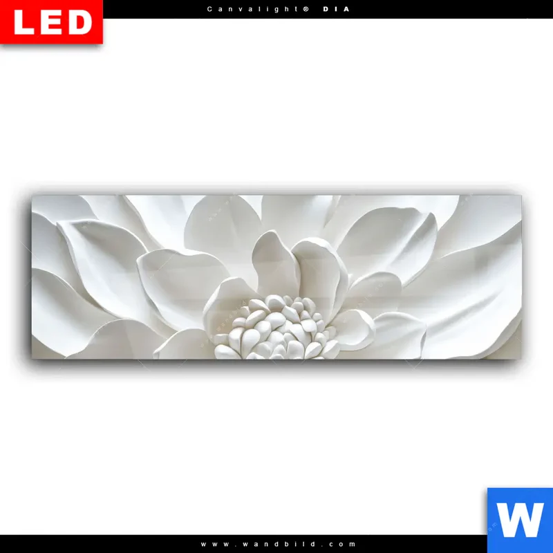 Wechselmotiv Acrylglas Canvalight® DIA | Weiße Blüte | Panorama