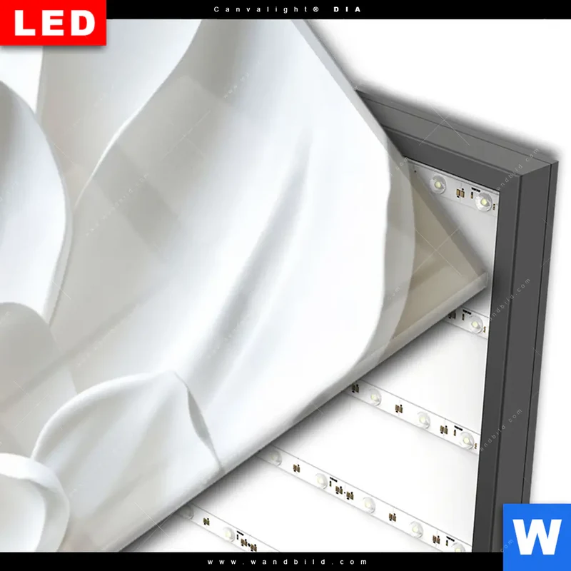 Wechselmotiv Acrylglas Canvalight® DIA | Weiße Blüte | Panorama