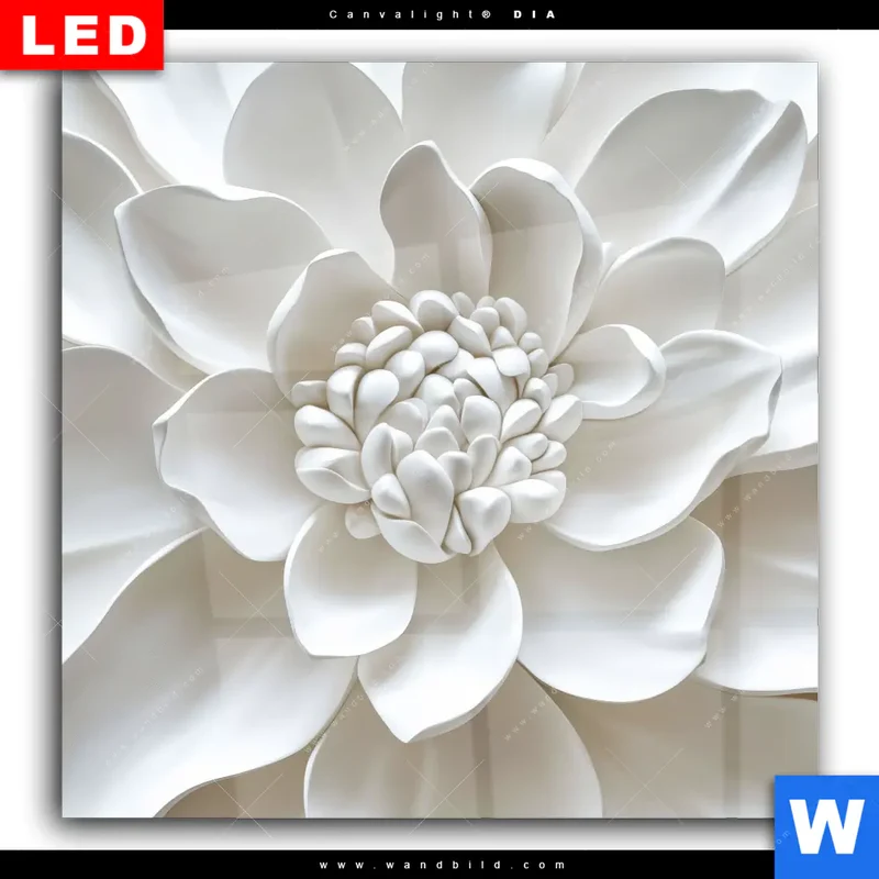 Wechselmotiv Acrylglas Canvalight® DIA | Weiße Blüte | Quadrat