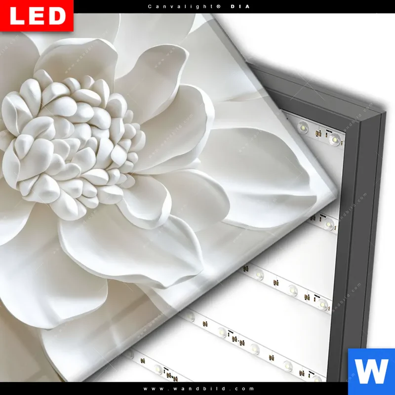 Wechselmotiv Acrylglas Canvalight® DIA | Weiße Blüte | Quadrat