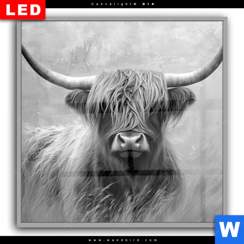 Leuchtbild Acrylglas Canvalight® DIA | Hochlandrind - Majestätische Hörner | Quadrat