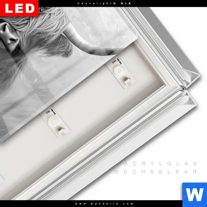 Leuchtbild Acrylglas Canvalight® DIA | Hochlandrind - Majestätische Hörner | Quadrat