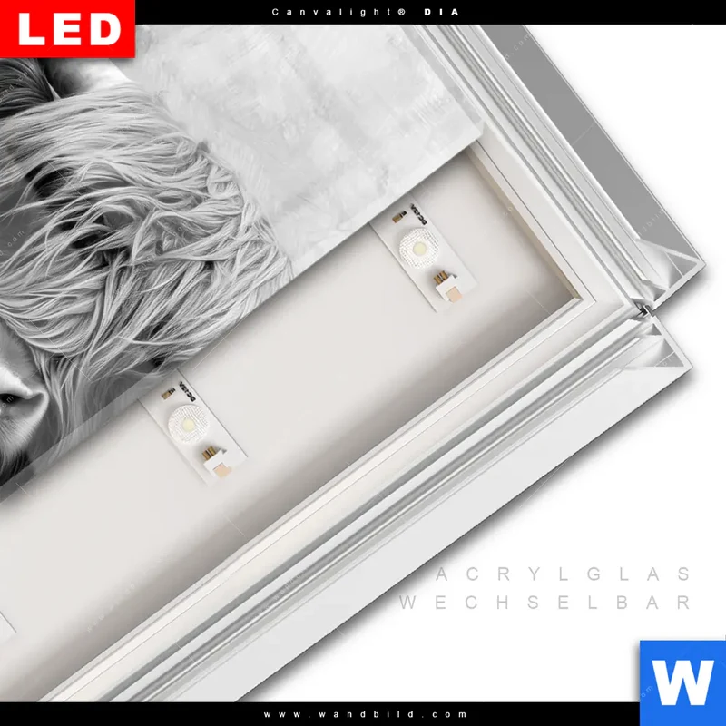 Leuchtbild Acrylglas Canvalight® DIA | Hochlandrind - Majestätische Hörner | Hochformat