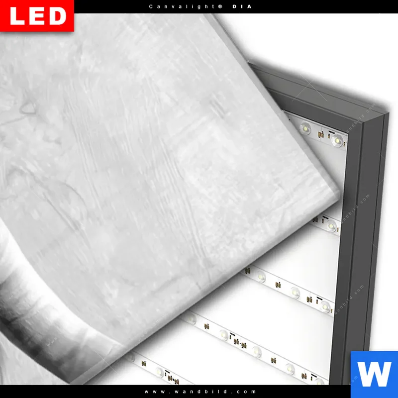 Wechselmotiv Acrylglas Canvalight® DIA | Hochlandrind - Majestätische Hörner | Schmal