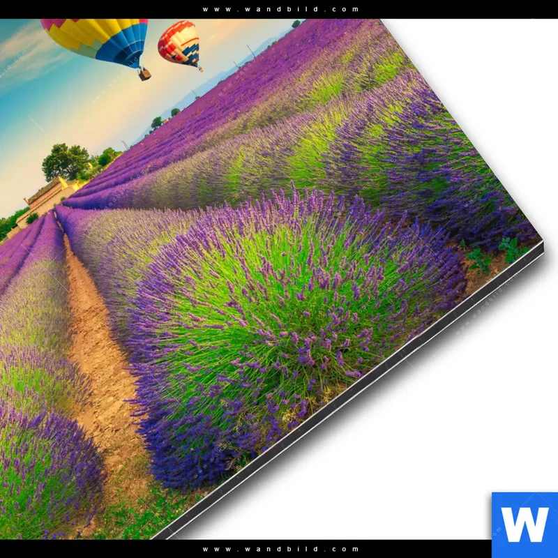 Alu-Dibond Bild | Heißluftballons über violetten Feldern | Quadrat