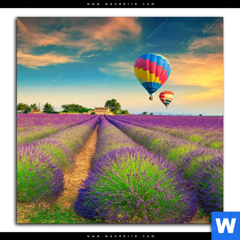 Leinwandbild | Heißluftballons über violetten Feldern | Quadrat