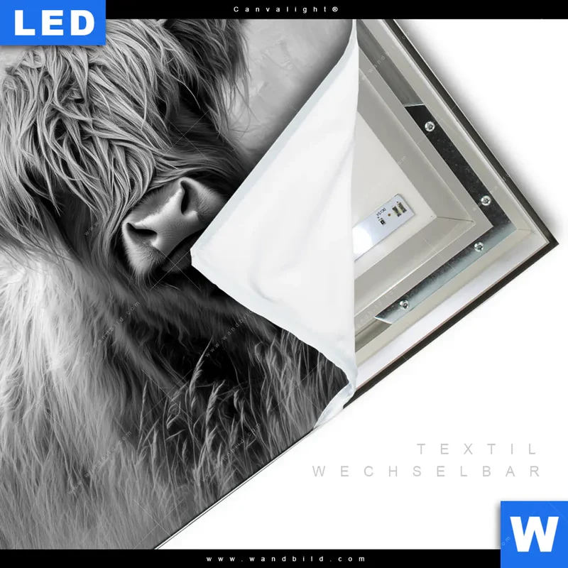 Canvalight® Leuchtbild | Hochlandrind - Majestätische Hörner | Quadrat