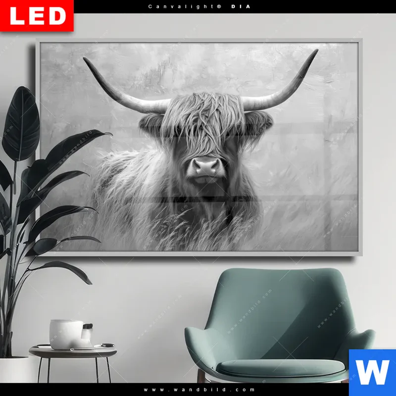 Wechselmotiv Acrylglas Canvalight® DIA | Hochlandrind - Majestätische Hörner | Querformat