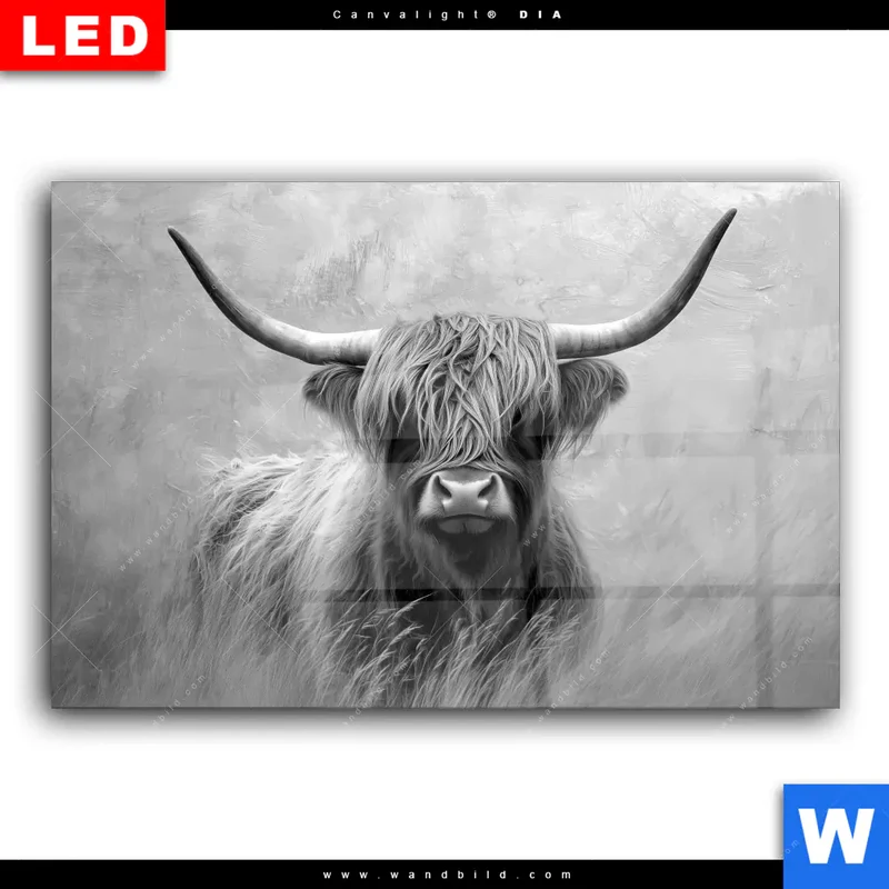 Wechselmotiv Acrylglas Canvalight® DIA | Hochlandrind - Majestätische Hörner | Querformat