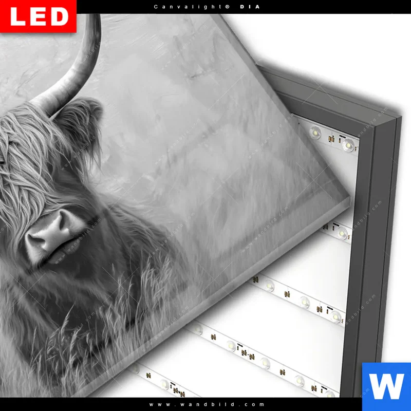 Wechselmotiv Acrylglas Canvalight® DIA | Hochlandrind - Majestätische Hörner | Querformat