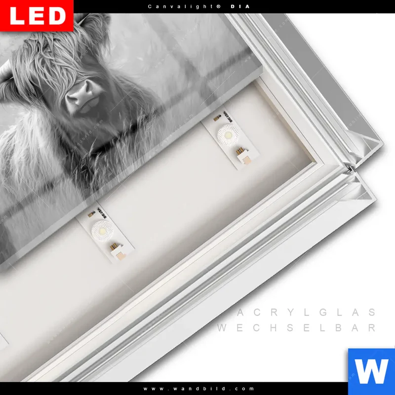 Leuchtbild Acrylglas Canvalight® DIA | Hochlandrind - Majestätische Hörner | Querformat