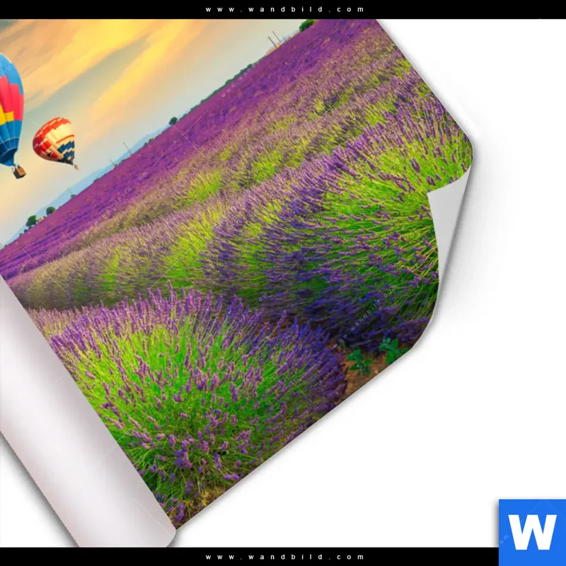 Poster | Heißluftballons über violetten Feldern | Querformat