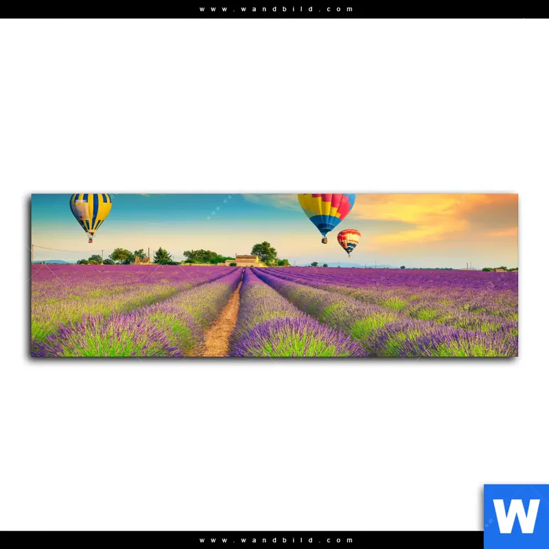 Alu-Dibond Bild | Heißluftballons über violetten Feldern | Panorama