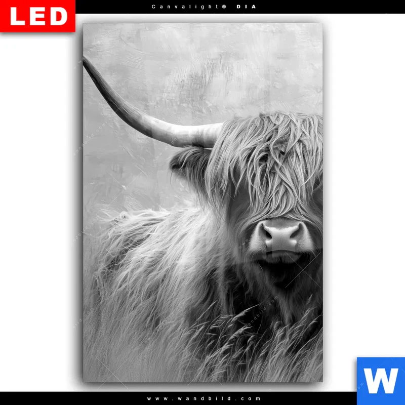 Wechselmotiv Acrylglas Canvalight® DIA | Hochlandrind - Majestätische Hörner | Hochformat