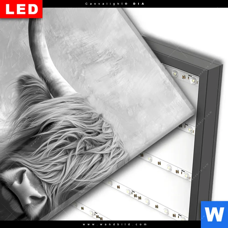 Wechselmotiv Acrylglas Canvalight® DIA | Hochlandrind - Majestätische Hörner | Hochformat