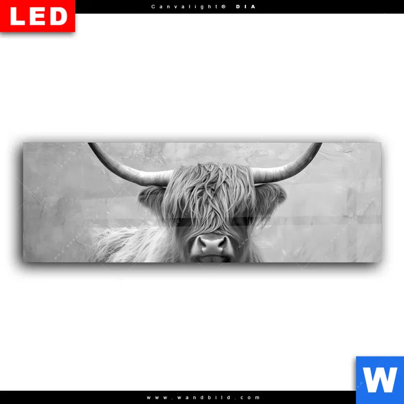 Wechselmotiv Acrylglas Canvalight® DIA | Hochlandrind - Majestätische Hörner | Panorama