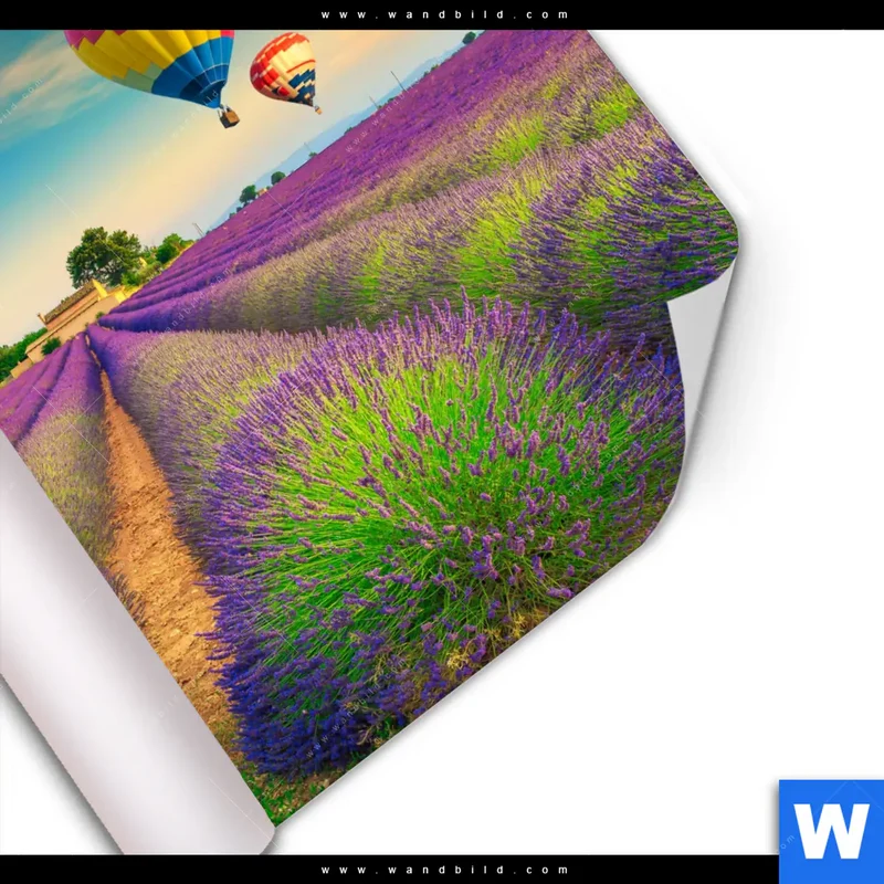 Poster | Heißluftballons über violetten Feldern | Quadrat