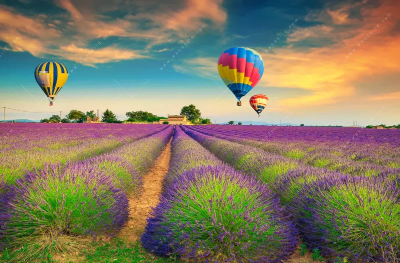 Leuchtbild Acrylglas Canvalight® DIA | Heißluftballons über violetten Feldern | Hochformat