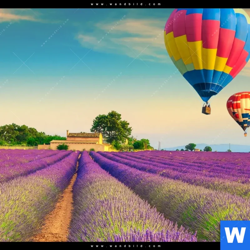 Spannbild | Heißluftballons über violetten Feldern | Querformat