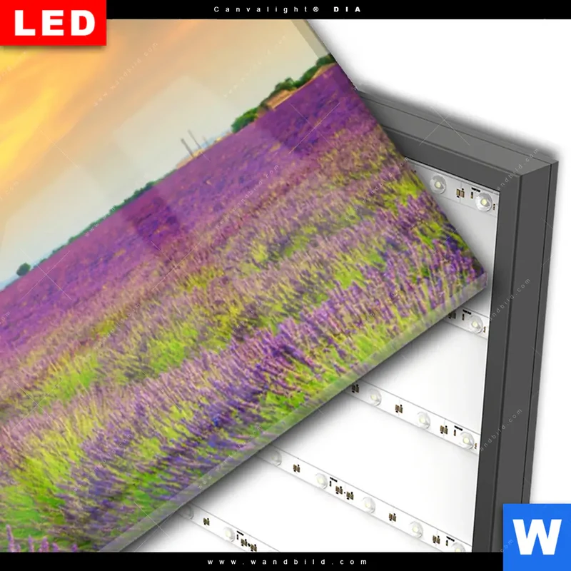 Wechselmotiv Acrylglas Canvalight® DIA | Heißluftballons über violetten Feldern | Panorama