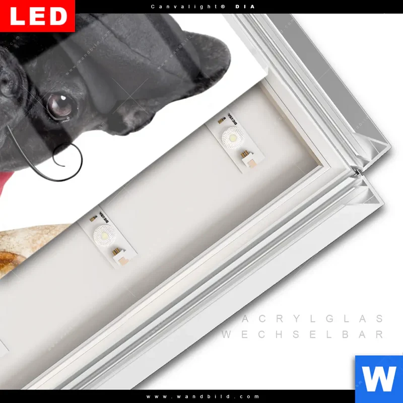 Leuchtbild Acrylglas Canvalight® DIA | Französischer Bulldoggen-Charme mit Baguette & Wein | Hochformat