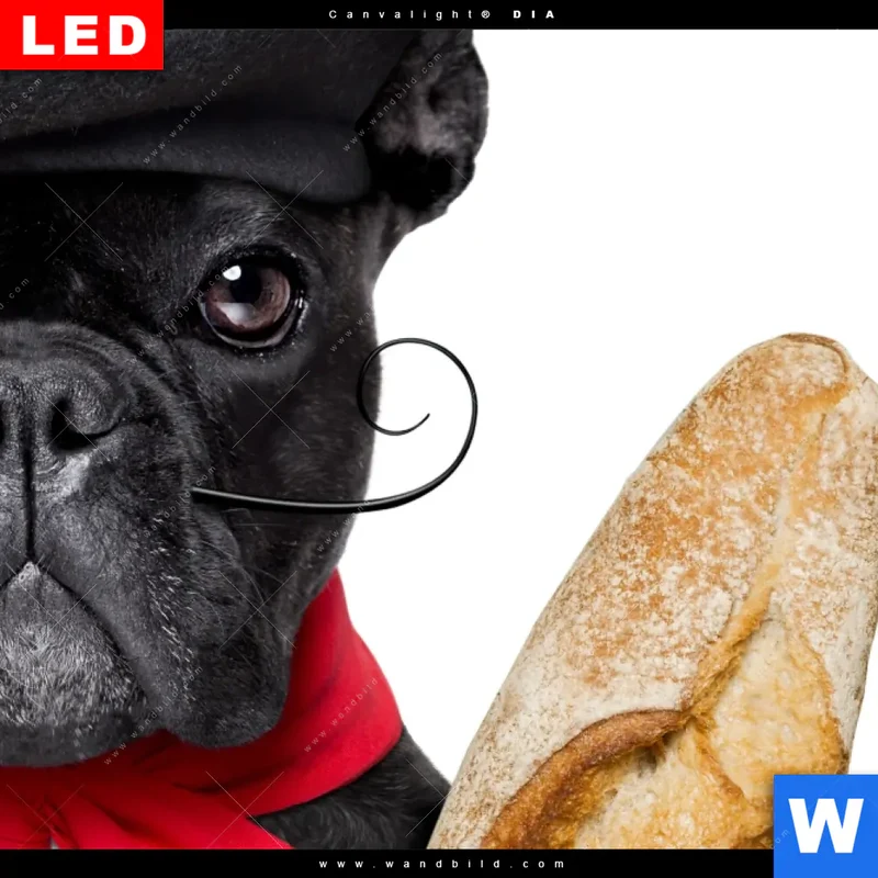 Leuchtbild Acrylglas Canvalight® DIA | Französischer Bulldoggen-Charme mit Baguette & Wein | Hochformat