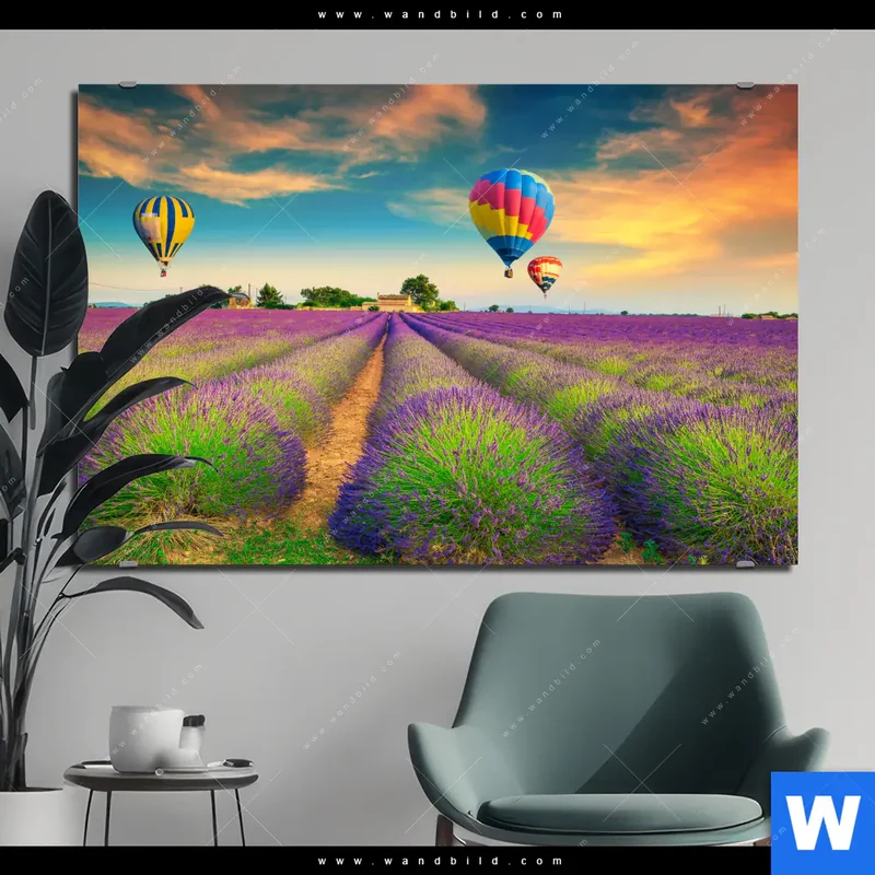 Alu-Dibond Bild | Heißluftballons über violetten Feldern | Querformat